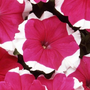 Dreams Rose Picotee 1